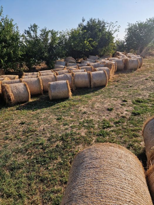 Baloti lucerna, coasa a II-a și a III-a