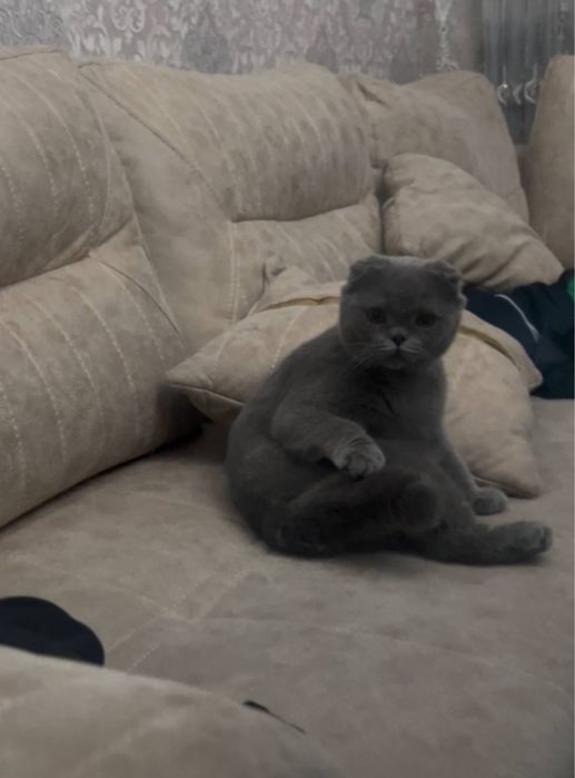 Пародали мушукларим сотаман срочно