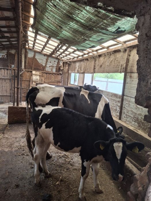 Vaci si juninci Holstein