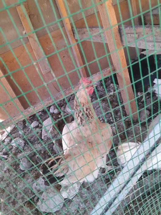 Xonaki tovuq 5 dona donasini 80000 dan beramiz