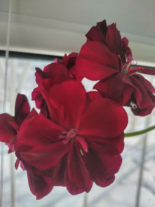 Пеларгония. Герань