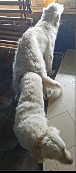 Золотистый ретривер на вязку.