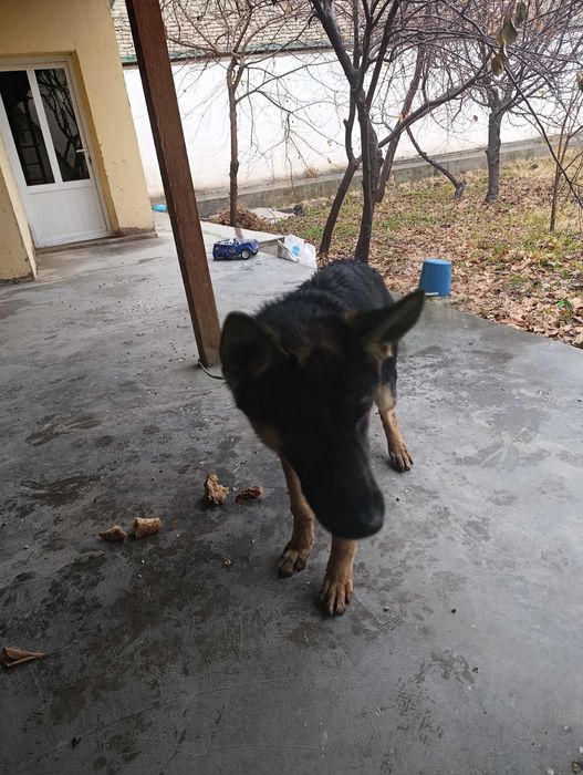 Афчарка қони тозза