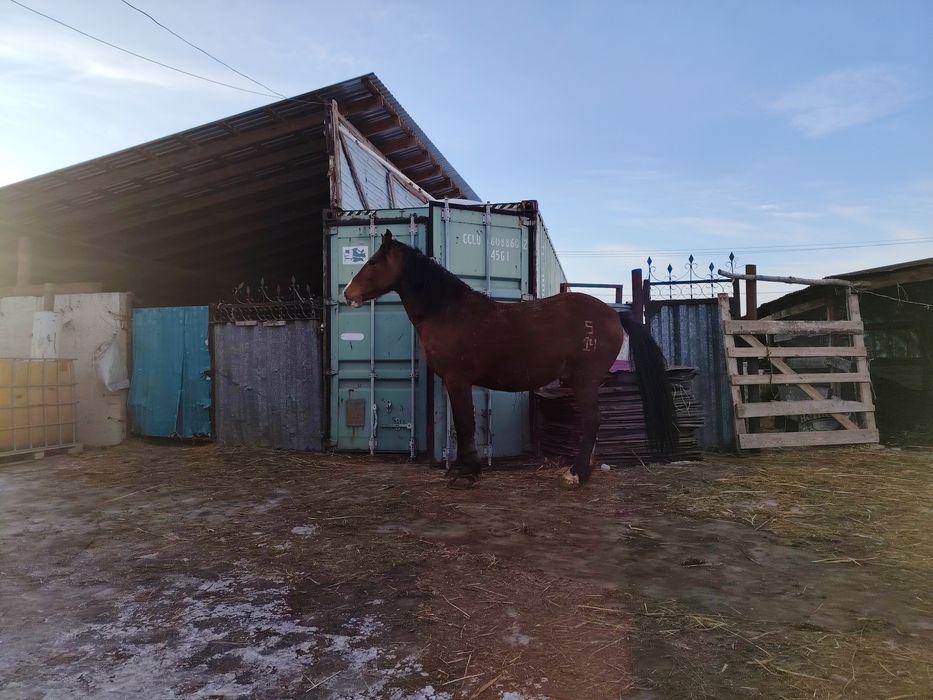 В продаже Жеребцы-Айгыры 5-6 лет