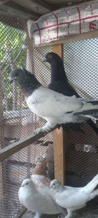 Продаются голуби самцы