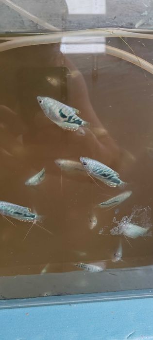 Аквариумные рыбки