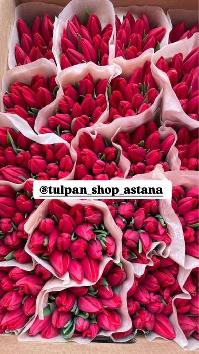 Крупные тюльпаны