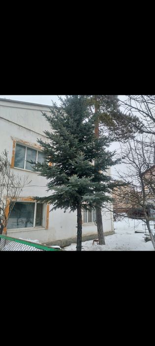 Продам ёлку ель продаю