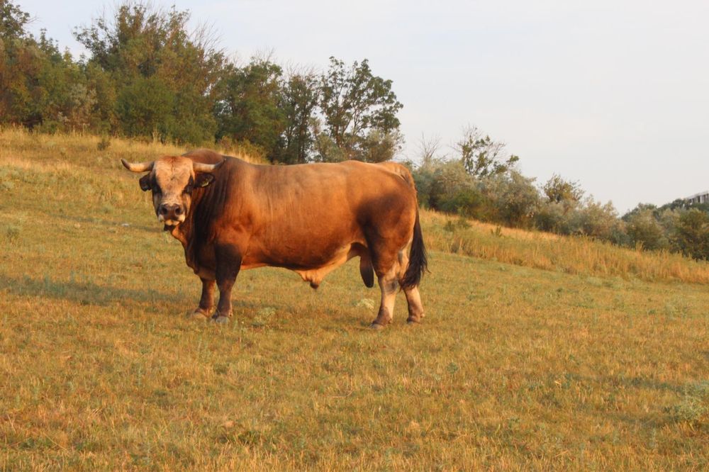 Vand taur aubrac varsta 7 ani