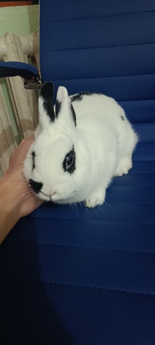 Quyon sotiladi karlik hotot