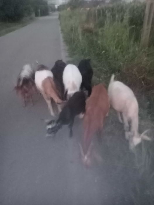 De vînzare 7 capre și o iada toate la 20 de milioane detalii Nr 0793006412