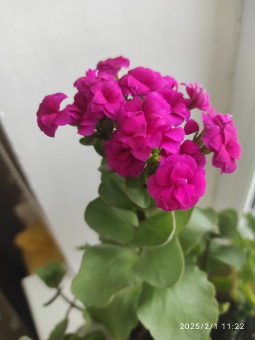 Каланкоэ розовый цветущий