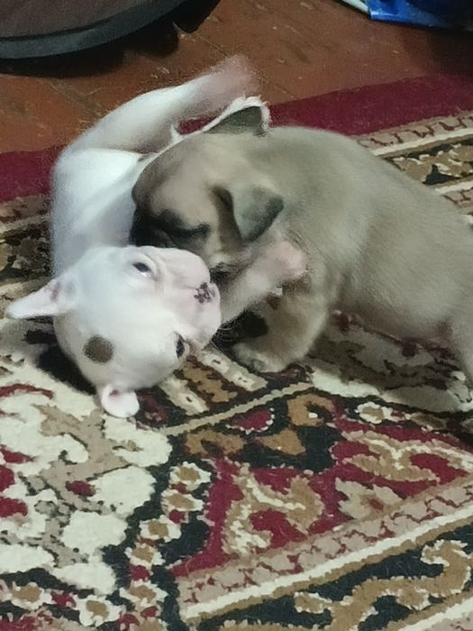 Продаются щенки французского бульдога