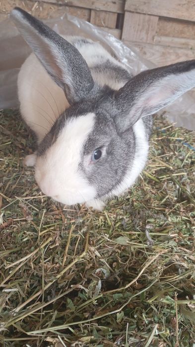 Vând 4 Iepuri tineri