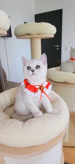 Fetita scottish straight shorthair cu pedigree iubibila