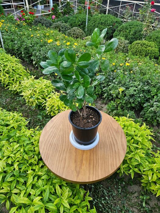 Үй гулдері сатылады