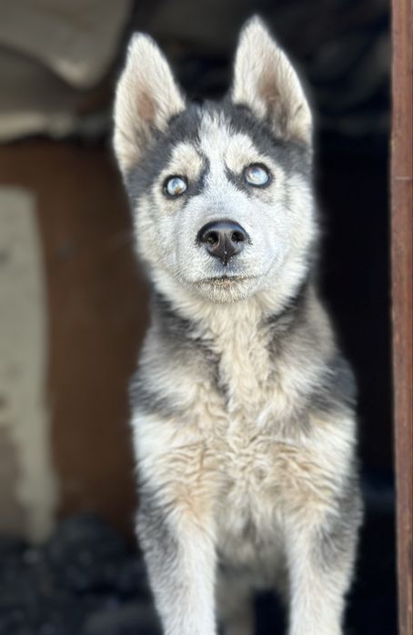 Продается щенок хаски