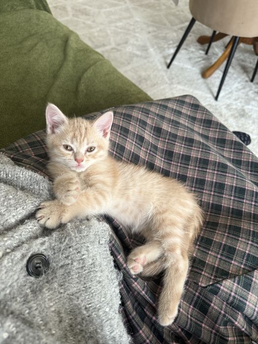 Котенок метис шотландец