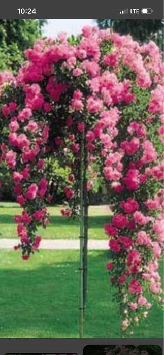 Vand trandafiri pomisor