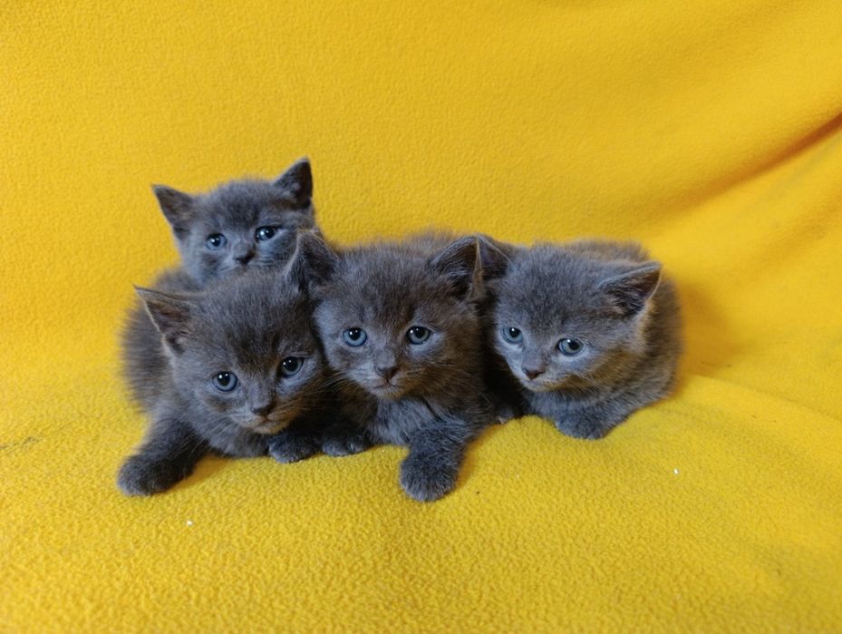 Котета - порода Руска синя котка !