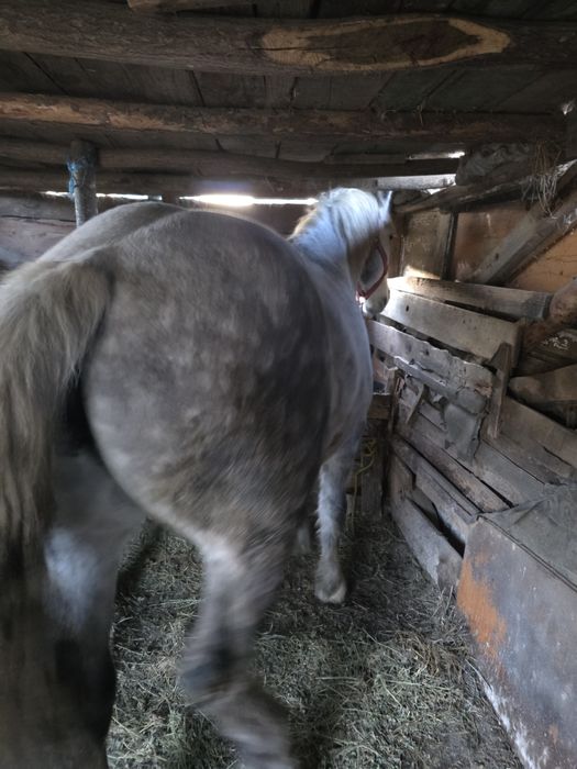 Vand cal castrat de 5 ani