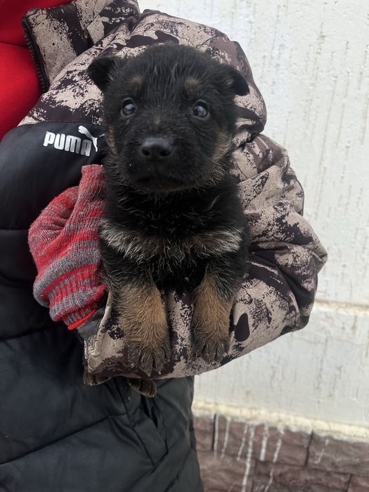 Щенки немецкой овчарки