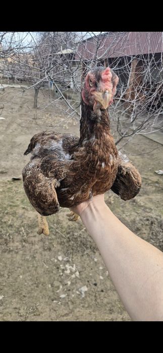 Бойцовый мекен дакан