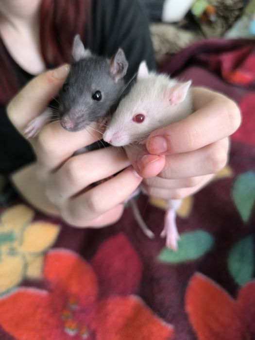Продам крысят, месячных не дорого!