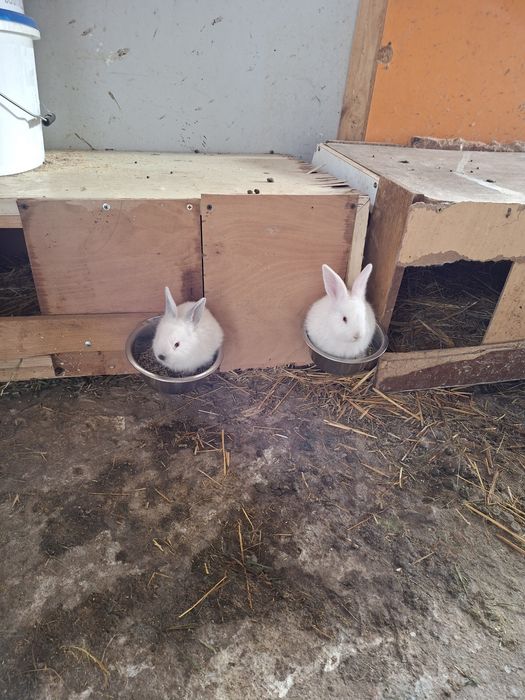 Продават се зайци  цика