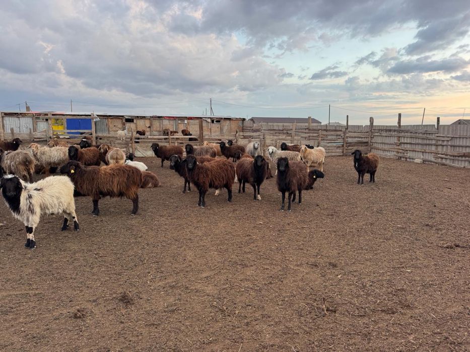 Қозылы қойлар сатылады