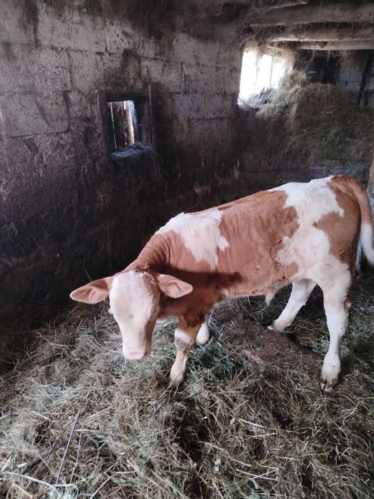 Vând vițel tauras