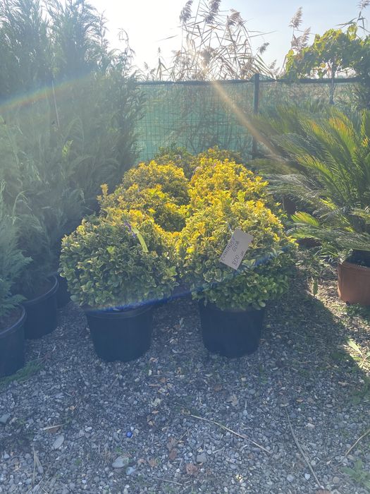 Pom pon leylandi etc