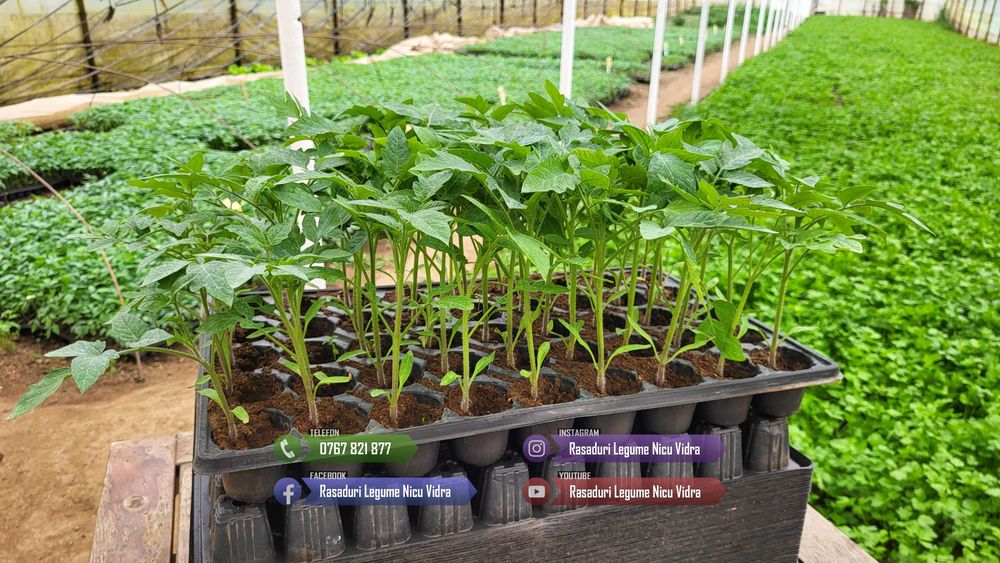 Rasad rosii [tomate] | Rasaduri rosii Prekos, Inima de bou, Ardei, etc