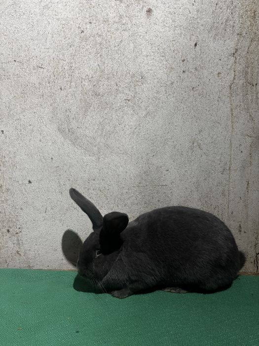 Femelă Fluture German