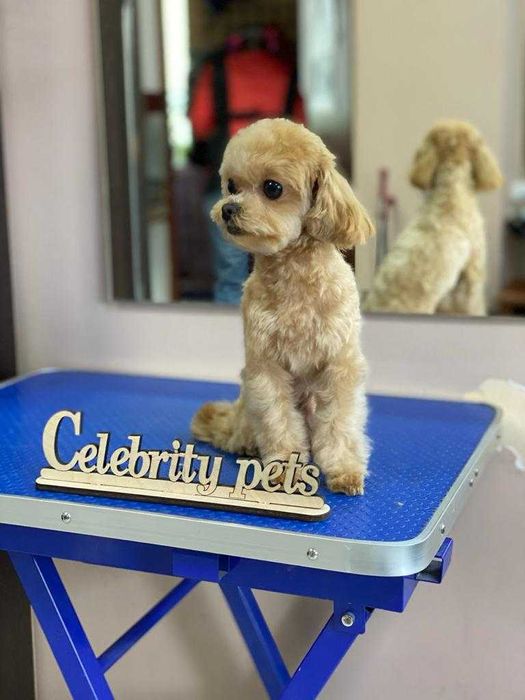 Стрижка Кошек и собак. груминг