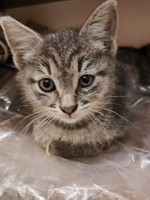 Отдам котят 1.5 месяца