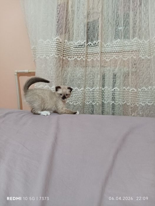 Продаются котята