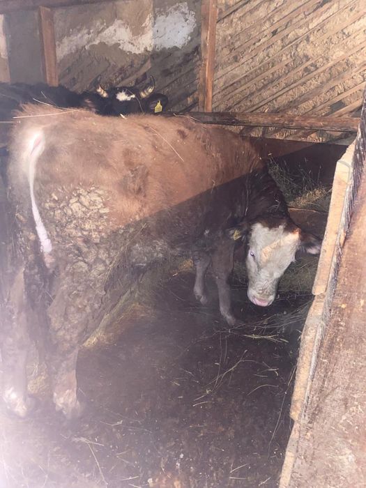 Продам КРС с откорма