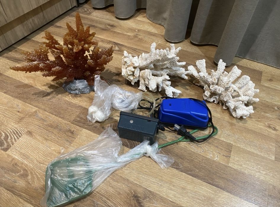 Продам кораллы 200000.