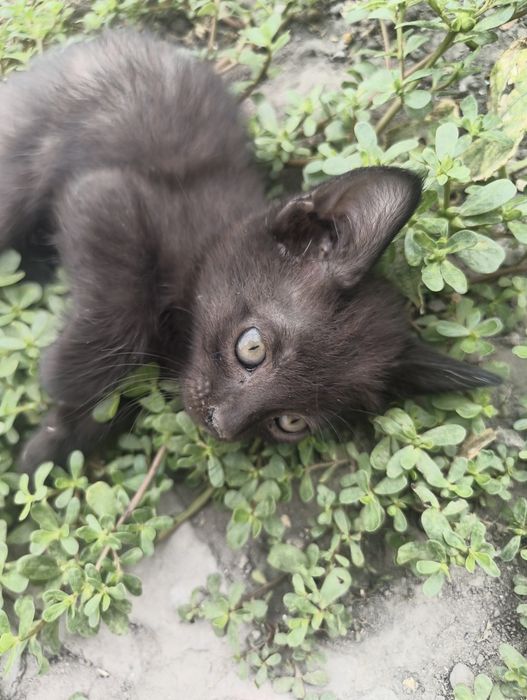 Маленькие котята