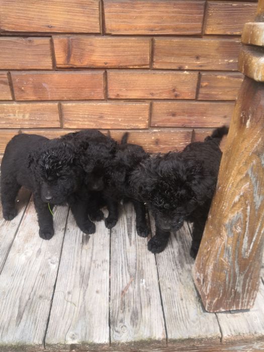 Căței de întors rasa MUDI