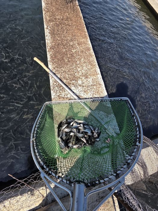 Puiet pastrav curcubeu  20 de grame