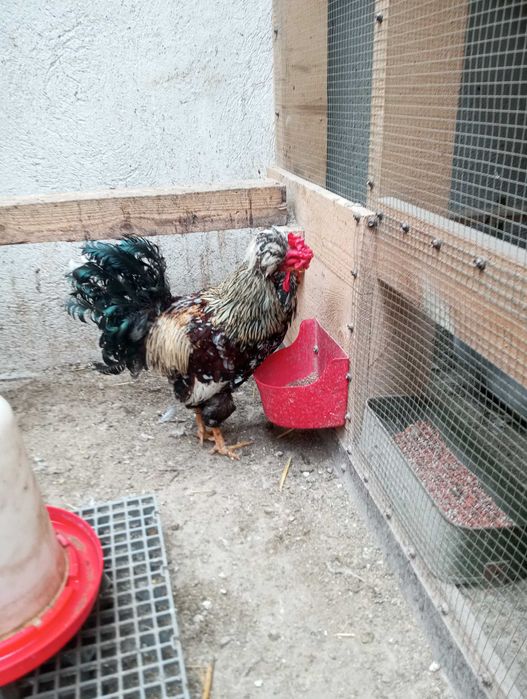 Găini românești de vanzare