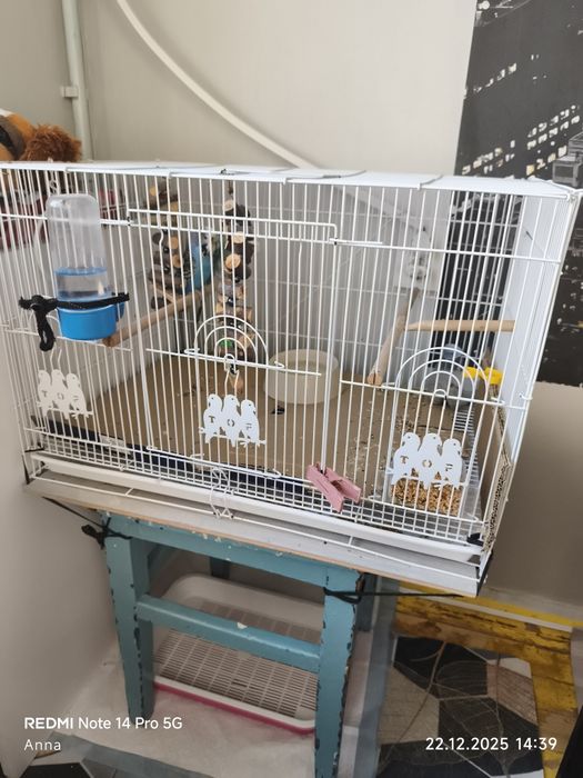 Продам попугаев волнистые