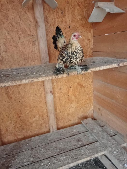 Pitici mi de flori Lemon!