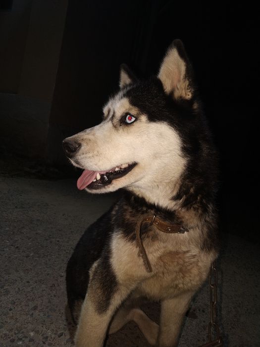 Hatik 1000% tazas qiz bola