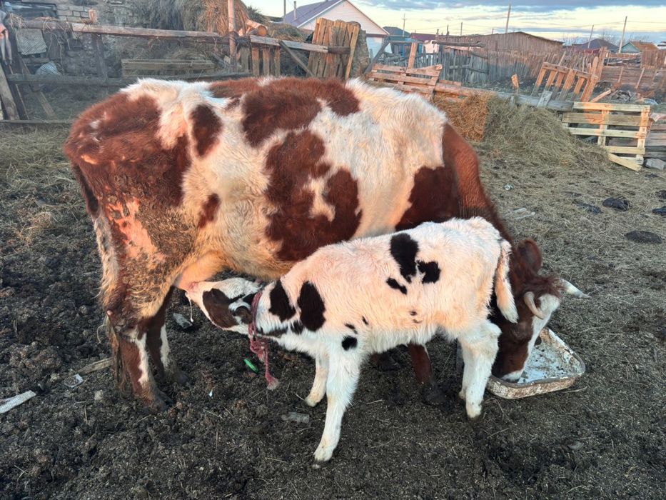 корова с теленкой