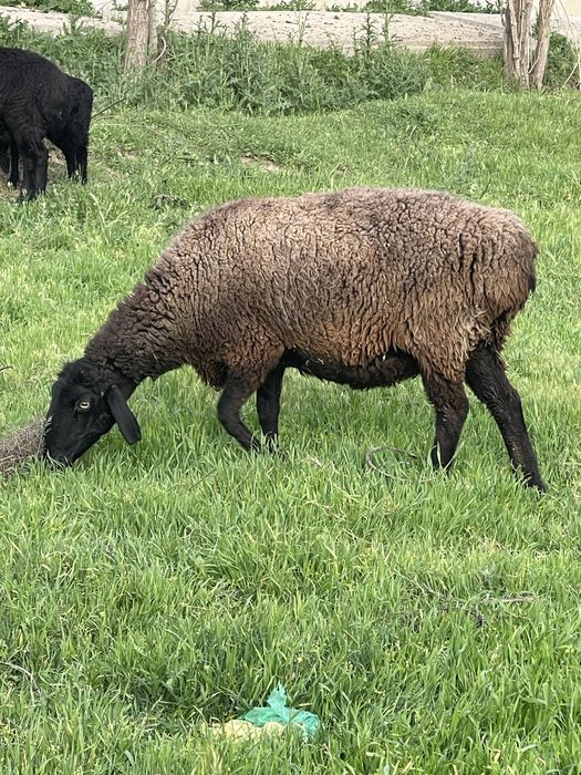 Soglom ona qoylar sotiladi