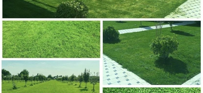 Yevro gazon ekish hizmatlari palif sistema