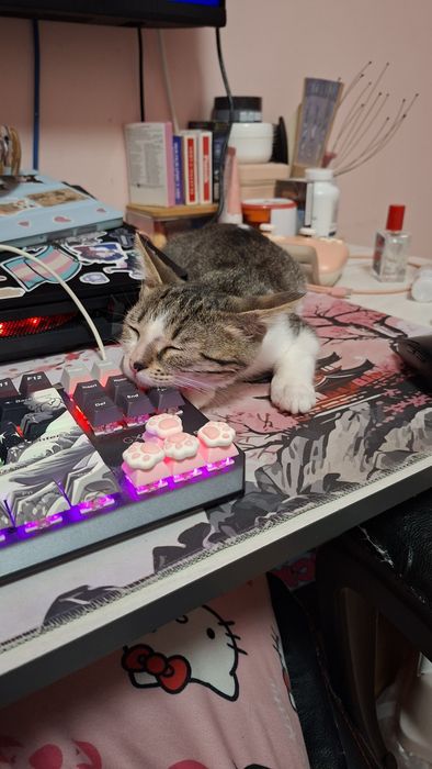Безплатно мъжко коте на 3 месеца